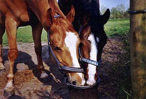 Dansk Varmblod Casper *byttet væk* - Hehe mine 2 dejlige drenge som rigtig hygger sig med en spand vand :D billede 5