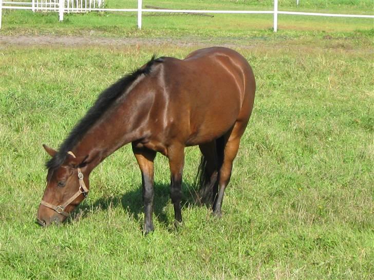 New Forest Holmens Anton  - Holmens Anton billede 1