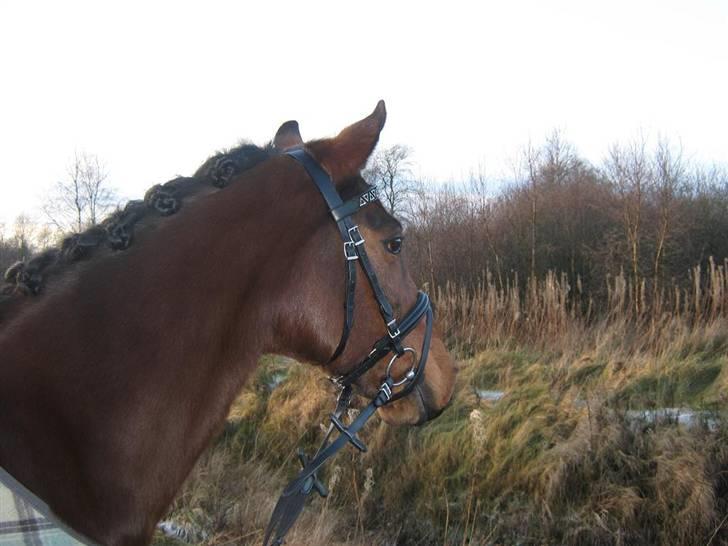 New Forest Holmens Anton  - Lækker pony ! <33 02-12-09 billede 3