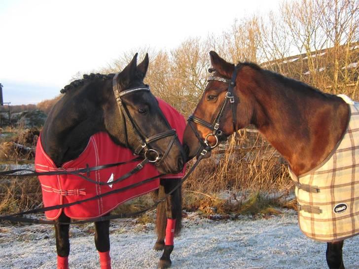 New Forest Holmens Anton  - Anton og Kia d. 02-12-09 billede 4