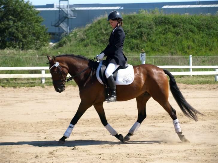 New Forest Holmens Anton  - Pinsestævne i jetsmark rideklub LA1 A billede 5