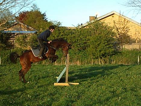 New Forest Holmens Anton  - Til springundervisning  billede 6