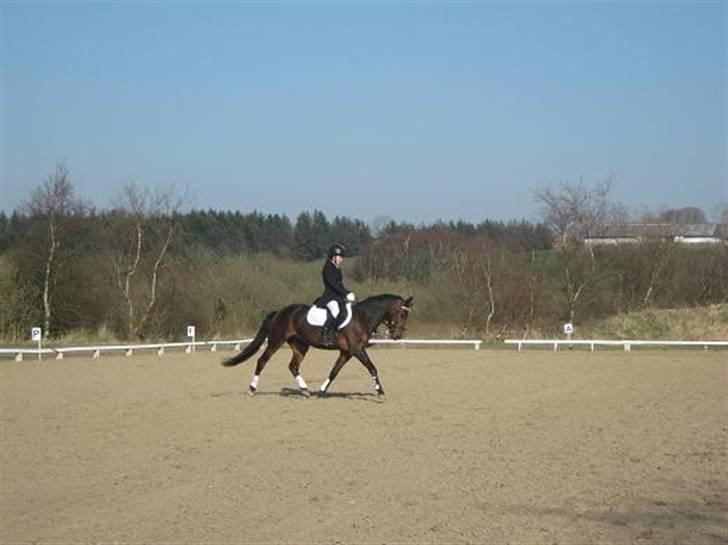 New Forest Holmens Anton  - Dressurstævne i Brovst 11 april 2009 LA1 A billede 7