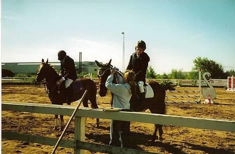 New Forest Holmens Anton  - Præmieoverrakkelse i LD spring  billede 9