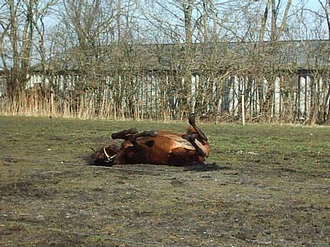 New Forest Holmens Anton  - Triller  billede 10