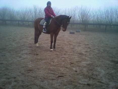 Dansk Varmblod Sognegårdens Valinda - her er min lille søster på dejlige Valle (pernille søger en lånepony) billede 5