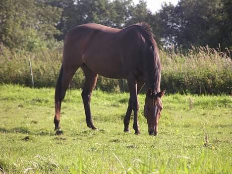 Fuldblod (XX) Ballard xx (R.I.P) billede 9