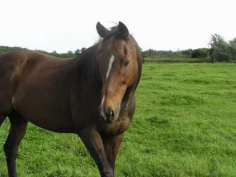 Fuldblod (XX) Ballard xx (R.I.P) billede 10