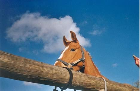 Anden særlig race Debbie  - "Ligner jeg ikke en drøm" ? taget tilbage i opmkring 1999 ?  billede 4