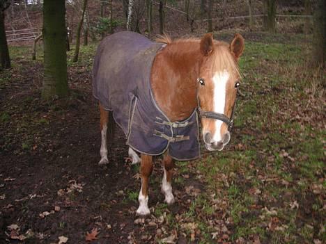 Anden særlig race Debbie  - Debbie <3 billede 3