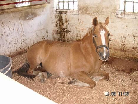 Anden særlig race Debbie  - hun blev lidt træt.. :) billede 8