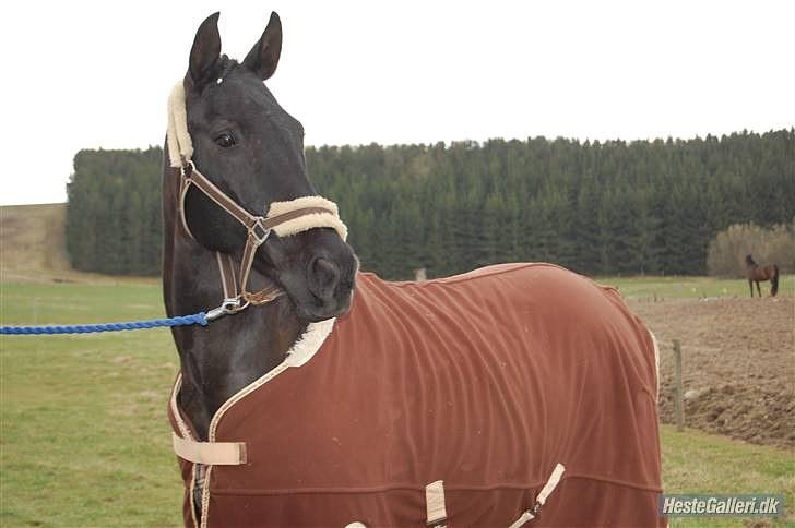 Pinto Monet billede 4