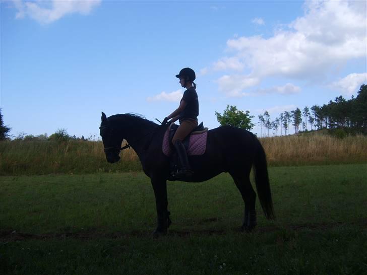 Pinto Monet billede 8