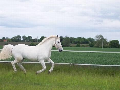 Camargue Jeva Frenogat (død) - Jeva juni måned 2005, en glad hest endelig! billede 6