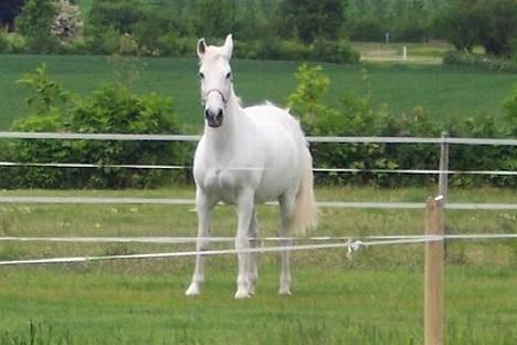 Camargue Jeva Frenogat (død) - jaja.... smuk hest! billede 10