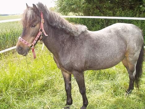 Welsh Mountain (sec A) Daisy (død) - min dejlige pony billede 1