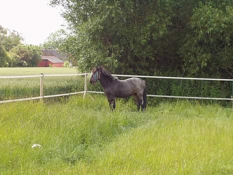 Welsh Mountain (sec A) Daisy (død) - min dejlige pony2004 billede 2