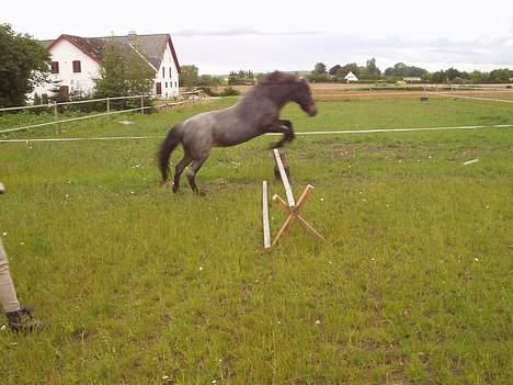 Welsh Mountain (sec A) Daisy (død) - min dejlige pony2004 billede 3