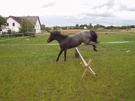 Welsh Mountain (sec A) Daisy (død) - min dejlige pony 2004 billede 4