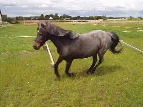 Welsh Mountain (sec A) Daisy (død) - min dejlige pony 2004 billede 5