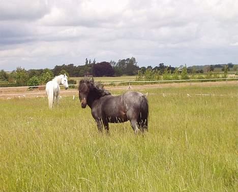 Welsh Mountain (sec A) Daisy (død) - min dejlige pony 2004 (min dejlige hest Jeva Frenogat bagved) billede 7