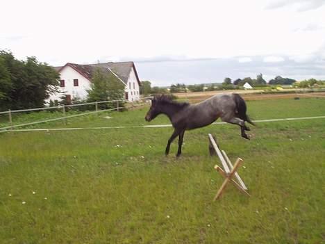 Welsh Mountain (sec A) Daisy (død) - min dejlige pony 2004 billede 8