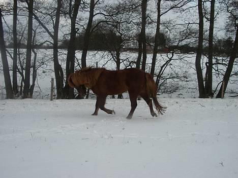 Islænder  Freyja fra Ny-Ryegaard - Se hvor fint min hest kan gå - vinter kådhed (; billede 3