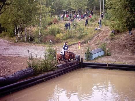Anden særlig race Bingo - Meg og Bingo under NM feltritt 2003 billede 3