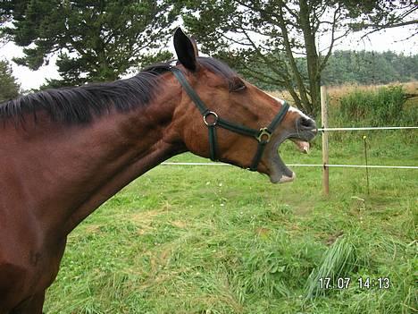 Dansk Varmblod Hanita - gaaB .. :-) 2005 billede 9