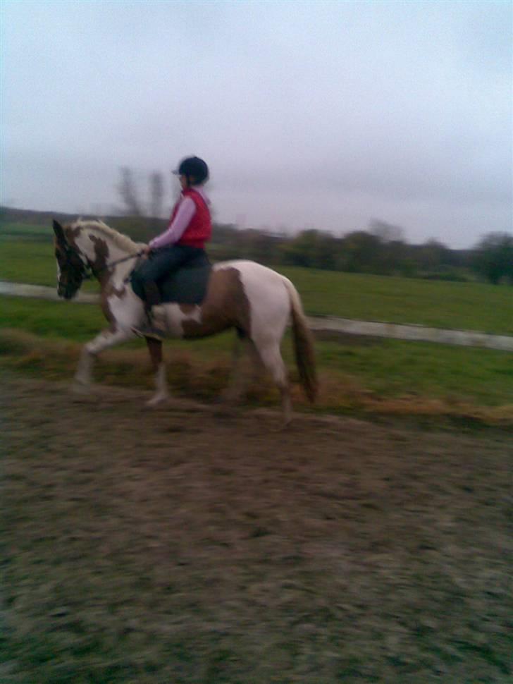 Pinto Caroline - Lidt dressur hjemme på banen. Min veninde/hjælper der rider hende :) billede 4