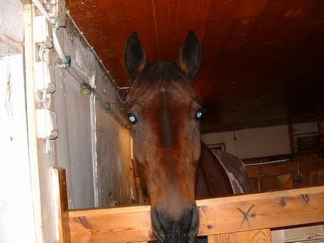 Traver Queen PEPITA - lille fine hesten min billede 1