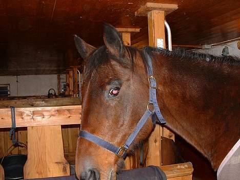 Traver Queen PEPITA - Her har du meg billede 2