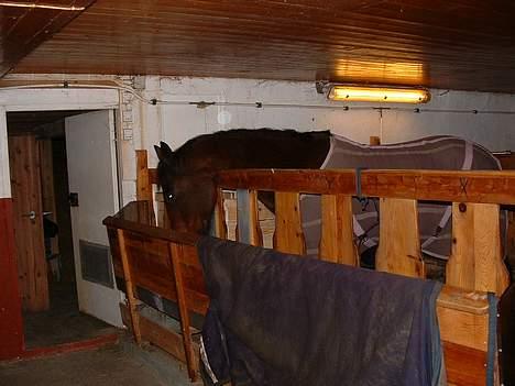 Traver Queen PEPITA - noe godt oppi her?? billede 5