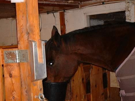 Traver Queen PEPITA - MAAAT!! det beste hun vet billede 4