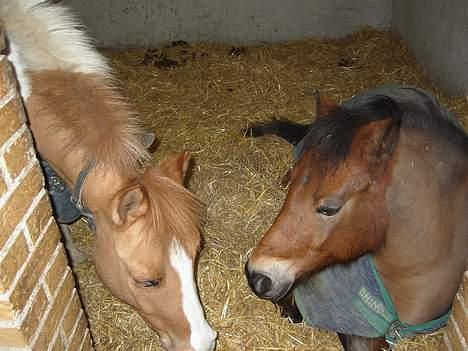 Dartmoor Molly Malone billede 8