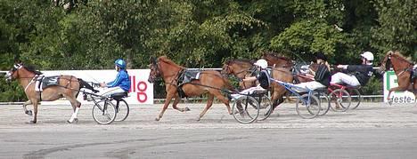 Gotlandsruss Loverboy Brilliant - På dm dagen . billede 4