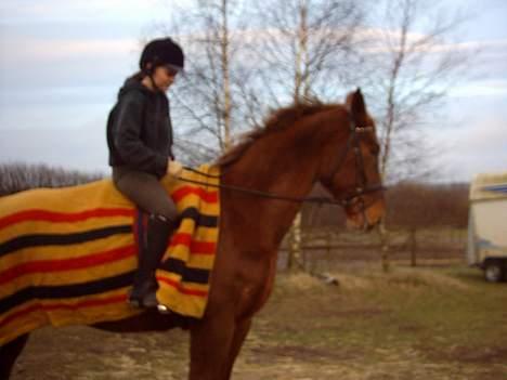 Hannoveraner Latoya Skovby - Se  hvor fint jeg står billede 3