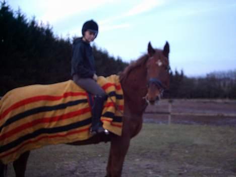 Hannoveraner Latoya Skovby - Hov kom der nogen?! billede 4