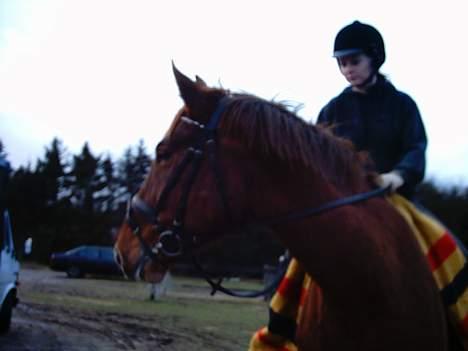 Hannoveraner Latoya Skovby - Ihh der var en hest der vrinskede, det må da helt sikkert være efter mig billede 5