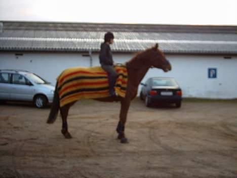 Hannoveraner Latoya Skovby - Nysgerrig som altid billede 6