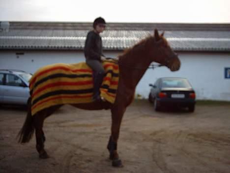 Hannoveraner Latoya Skovby - Nix jeg skal bestemt ikke gå glip af noget som helst billede 7