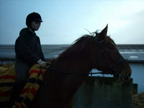 Hannoveraner Latoya Skovby - Se jeg er også flot når det er mørkt billede 8