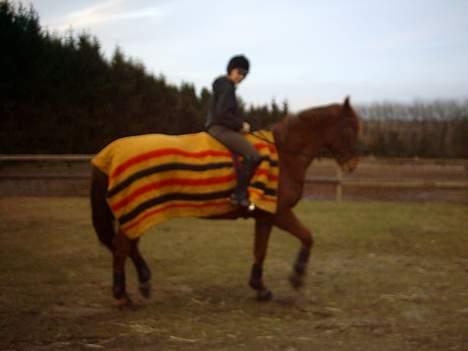 Hannoveraner Latoya Skovby - Og så skridter vi lige lidt billede 9