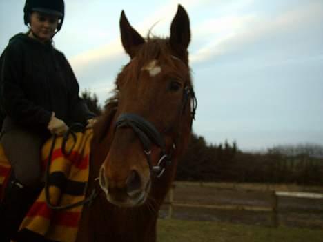 Hannoveraner Latoya Skovby - Smil til fotografen Mor billede 10