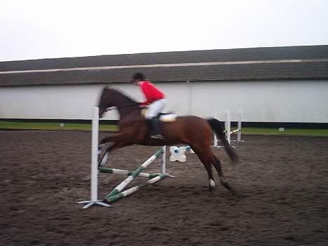 Hannoveraner Aktiv Igen (DØD) - Her er vi til springstævne... billede 7