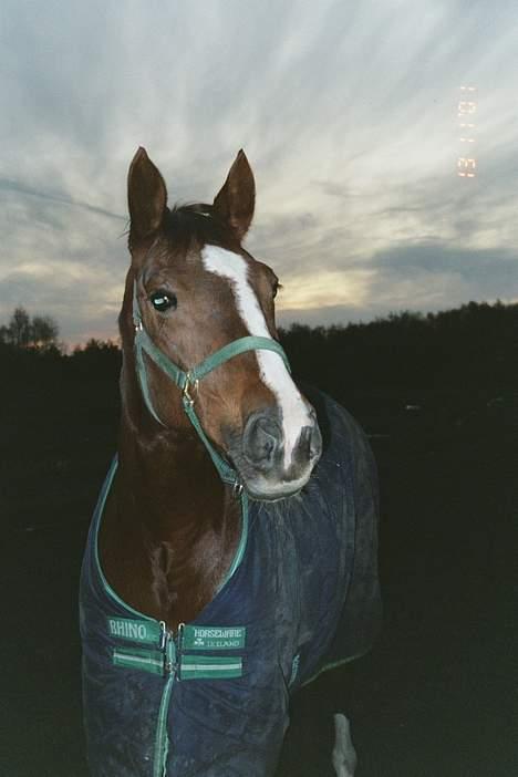 Dansk Varmblod Citrus. Solgt (2006) billede 3