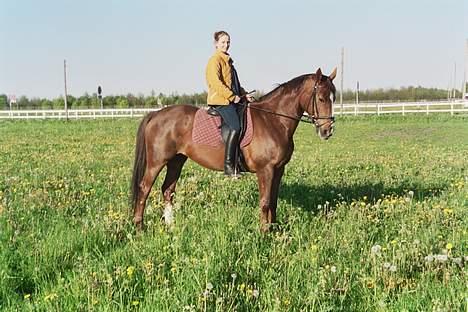 Dansk Varmblod Citrus. Solgt (2006) billede 1