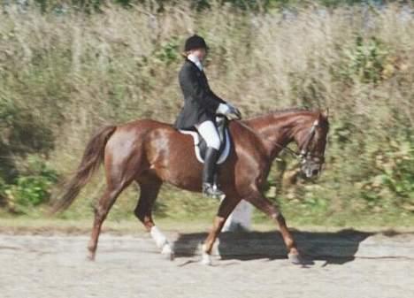 Dansk Varmblod Citrus. Solgt (2006) billede 4