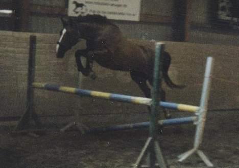 Dansk Varmblod Citrus. Solgt (2006) billede 6