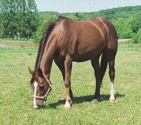 Dansk Varmblod Citrus. Solgt (2006) billede 7